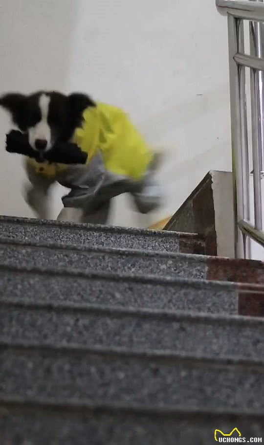 狗狗见下雨了,叼着雨衣让男主人给穿,穿完冒雨给女主人送伞