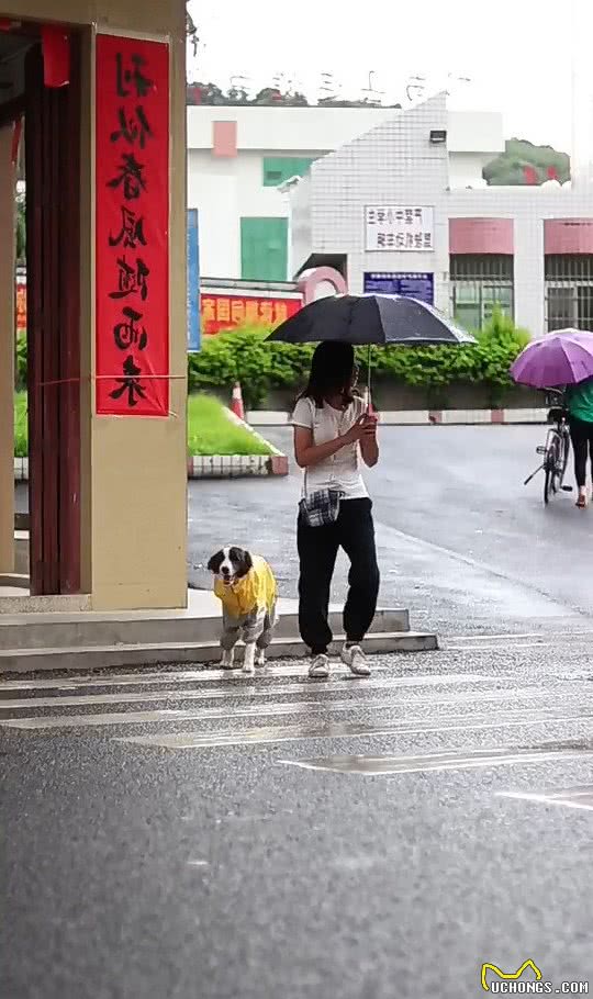 狗狗见下雨了,叼着雨衣让男主人给穿,穿完冒雨给女主人送伞