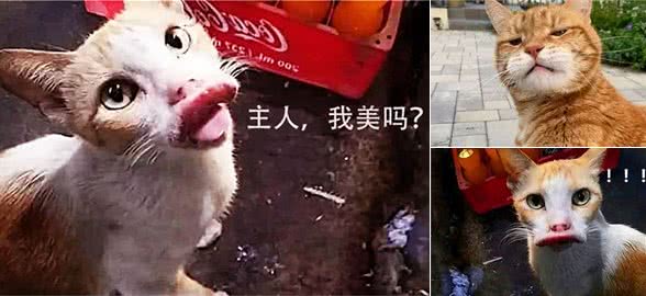 猫咪溜出去两天不回家，回家后主人哭笑不得