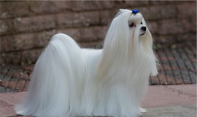 寻根问祖系列（103）：马尔济斯犬（Maltese）