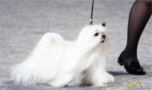 寻根问祖系列（103）：马尔济斯犬（Maltese）