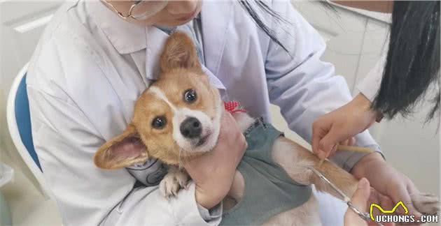 盘点最易生病和不易生病的中小型犬，希望你养对了狗