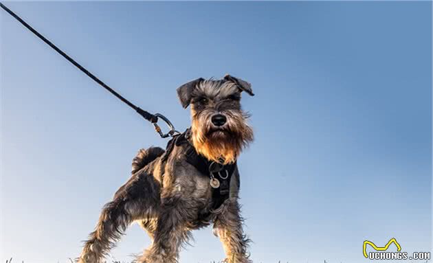 盘点最易生病和不易生病的中小型犬，希望你养对了狗