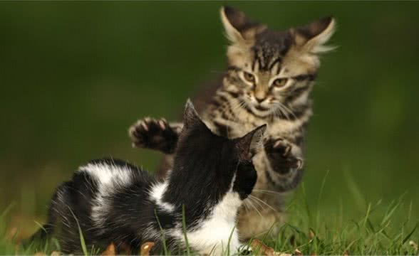 与婴儿和狗一样，猫也容易产生分离焦虑