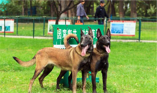 家养马犬的6大“好处”，不养不知道