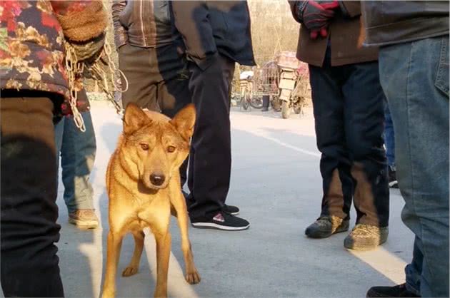 陕西：大妈说是马犬，却引发围观者纷纷竞价，网友：绝对不是马犬