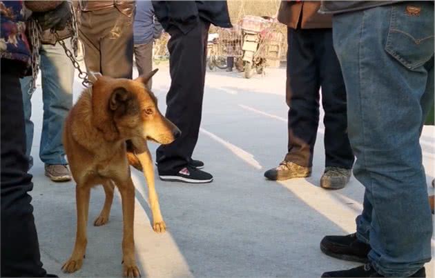 陕西：大妈说是马犬，却引发围观者纷纷竞价，网友：绝对不是马犬