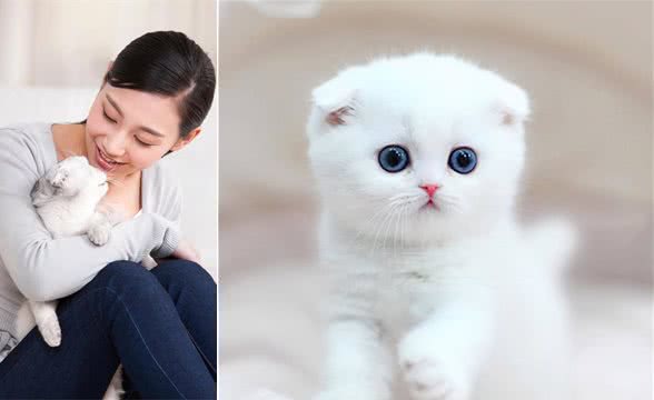 你们喜欢养折耳猫吗？究竟要不要入手，我们来一起分析下哦