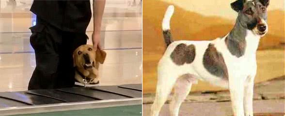 工作犬也会撒娇偷懒，训导员宠溺放水：只能玩一小会哦