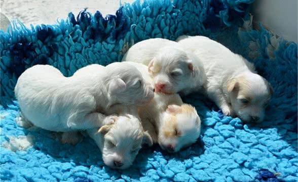 不要自欺欺人：这个世界不存在＂无攻击性犬种＂