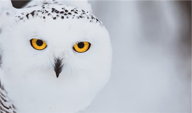 大型猫头鹰—雪鸮