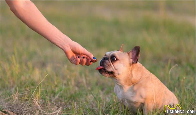 不养一只法国斗牛犬，你可能永远都不知道，这5个好处