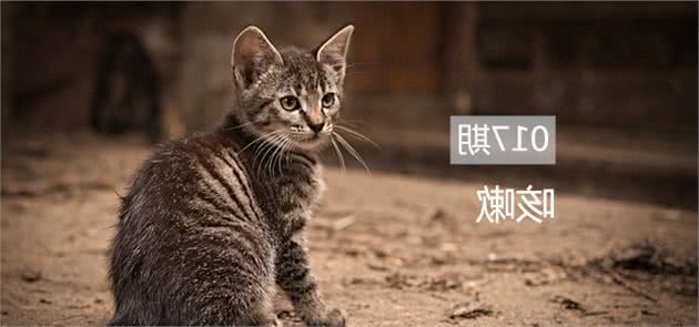 猫咪发生“咳嗽”症状需主人警惕，这是疾病的预警！