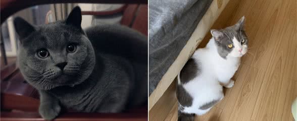 英短猫有这几个行为，是把你当“佣人”了