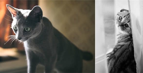 盘点全球最贵的21种品种猫，异瞳“临清狮子猫”竟然进了前5