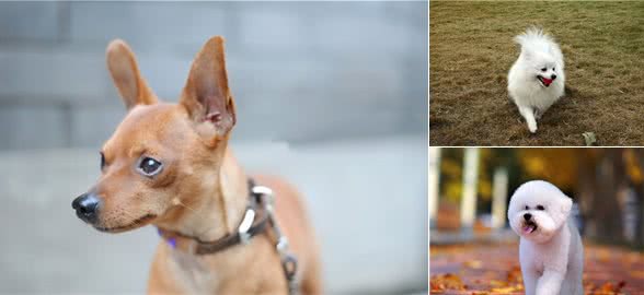 养小型犬，就选择这6种，个个忠心又可爱