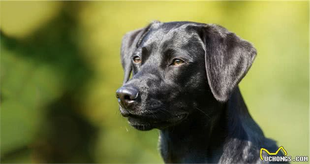 告诉你一个秘密！其实“拉布拉多犬”比“金毛犬”好养
