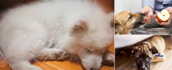 缺乏“安全感”的狗狗,一般都有这些现象