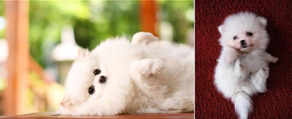 博美幼犬吃什么狗粮好，要根据狗狗的体质确定，不能选择的太盲目