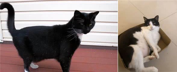 奶牛猫，一种颜值忽高忽低的存在，你养的猫是什么样子的？