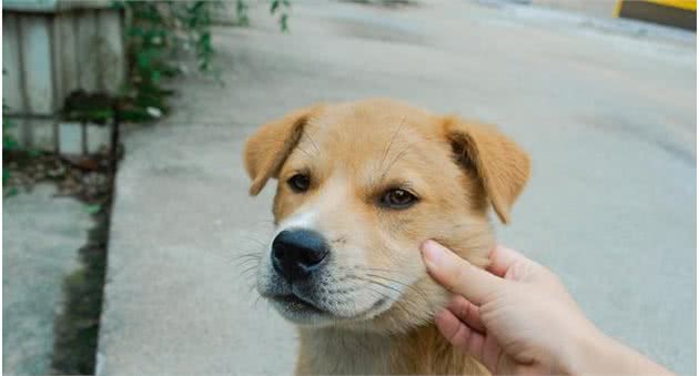 为什么说土狗比不上洋狗？