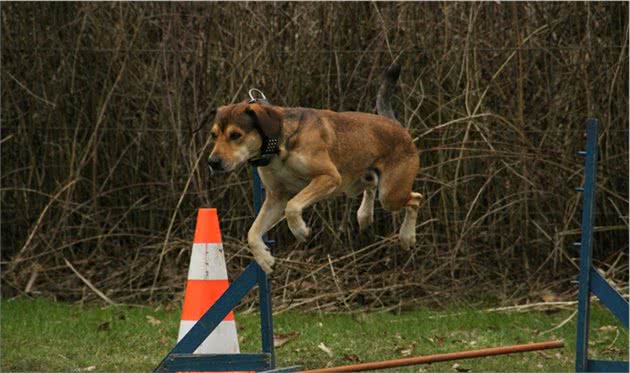 训狗技巧基础篇（一）—从养成正确的训犬观念开始