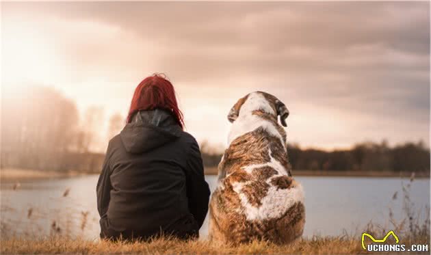 训狗技巧基础篇（一）—从养成正确的训犬观念开始