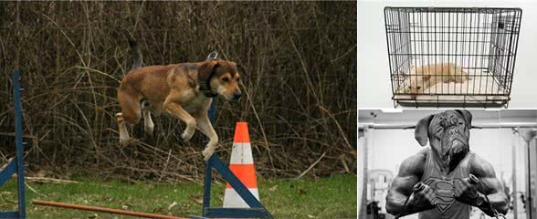 训狗技巧基础篇（一）—从养成正确的训犬观念开始