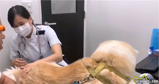 秋田犬去医院打针，中途换成“男医生”后，狗子的表情变了