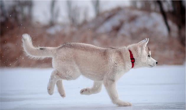 下雪天狗狗为什么更加的兴奋？到底是宅在家好还是出去撒个野？