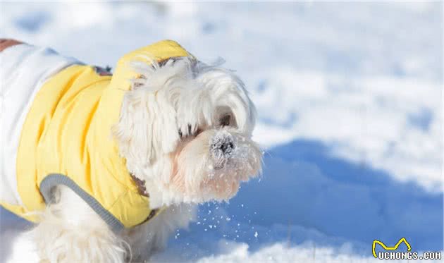 下雪天狗狗为什么更加的兴奋？到底是宅在家好还是出去撒个野？