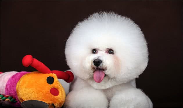 总结！养“比熊犬”的6大好处，谁养谁知道
