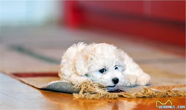 总结！养“比熊犬”的6大好处，谁养谁知道