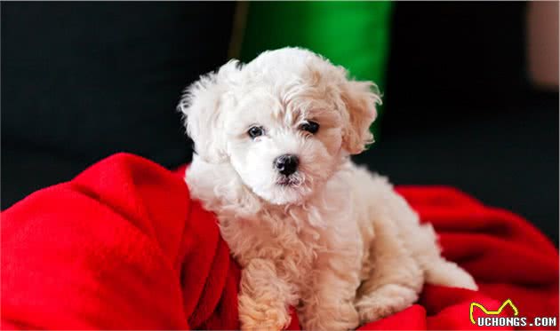 总结！养“比熊犬”的6大好处，谁养谁知道