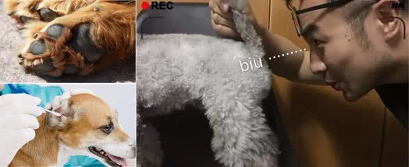 帮狗狗洗澡，最容易忽略的6个部位，铲屎官：白洗了