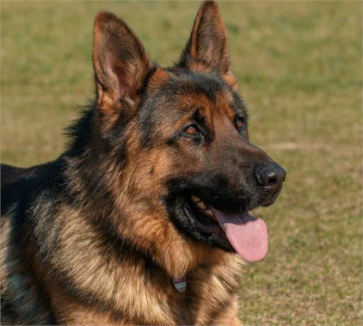 为什么狗狗对着陌生人吠叫，对着宠主也吠叫呢？如何纠正这种行为