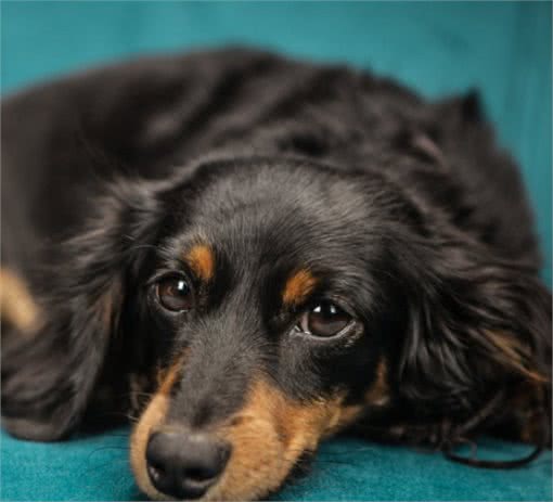 为什么狗狗对着陌生人吠叫，对着宠主也吠叫呢？如何纠正这种行为