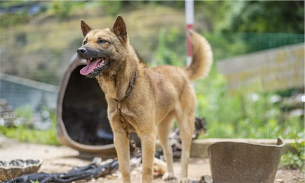 最受欢迎的几种“中大型犬”，寿命长，有你家爱犬吗？