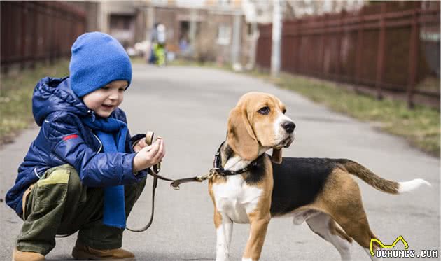 最受欢迎的几种“中大型犬”，寿命长，有你家爱犬吗？