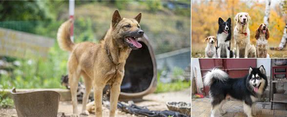 最受欢迎的几种“中大型犬”，寿命长，有你家爱犬吗？