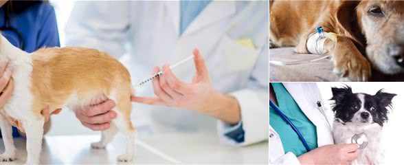 狗狗在家就行走不便，去到医院就没有问题，这是狗狗在装病吗