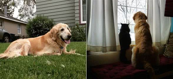 老黄金猎犬痛失猫咪挚友，整日消沉悲伤，直到主人带给它新的猫