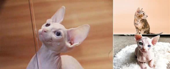 最丑的2种猫主子，性格却好到极致，猫主子：我很丑但我很温柔