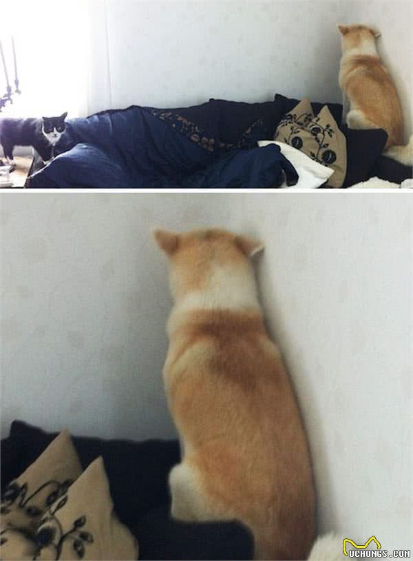 狗狗什么都会怕，它们的表情很生动喔