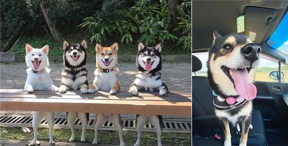 如何饲养训练脾气倔强的柴犬？小技巧来啦