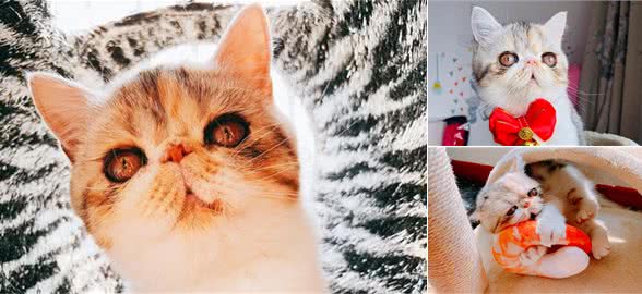 被主人遗忘的加菲猫，当初的奄奄一息，如今的生龙活虎