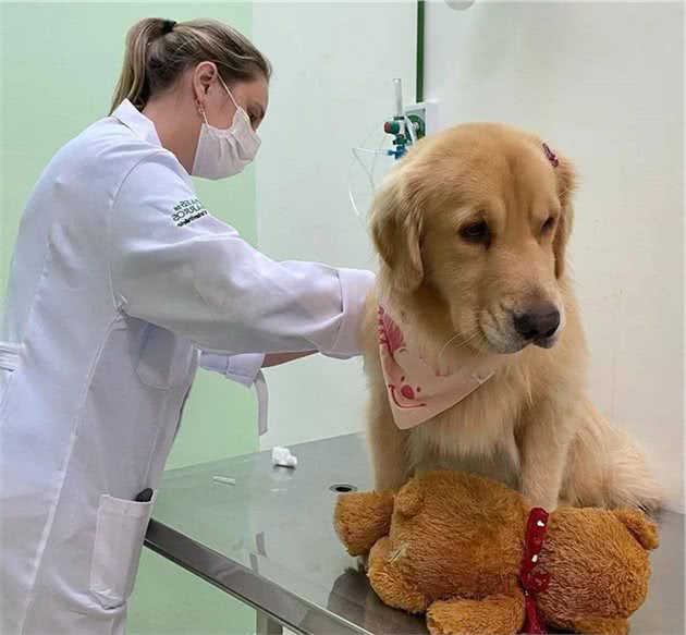 金毛犬平均寿命只有15岁，主人做好这6点，狗狗可活得久一些