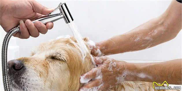 金毛犬平均寿命只有15岁，主人做好这6点，狗狗可活得久一些