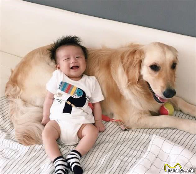 金毛犬平均寿命只有15岁，主人做好这6点，狗狗可活得久一些