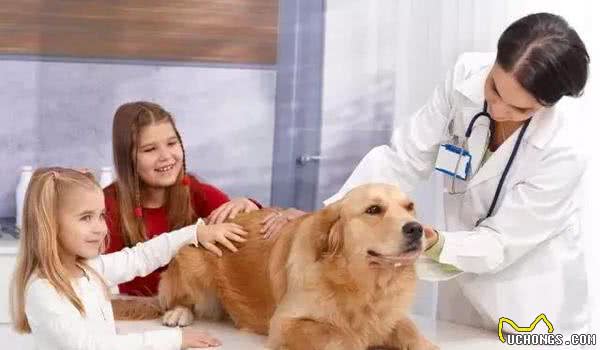 金毛犬平均寿命只有15岁，主人做好这6点，狗狗可活得久一些